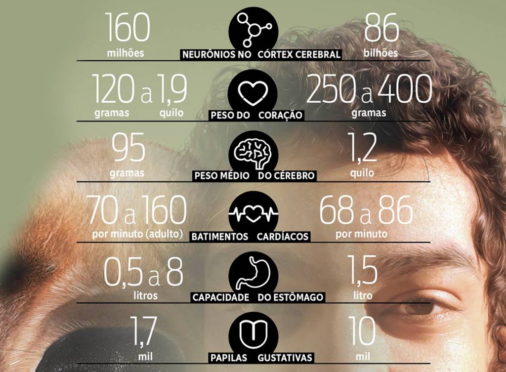 Quais as diferenças entre o corpo do homem e o do cachorro?