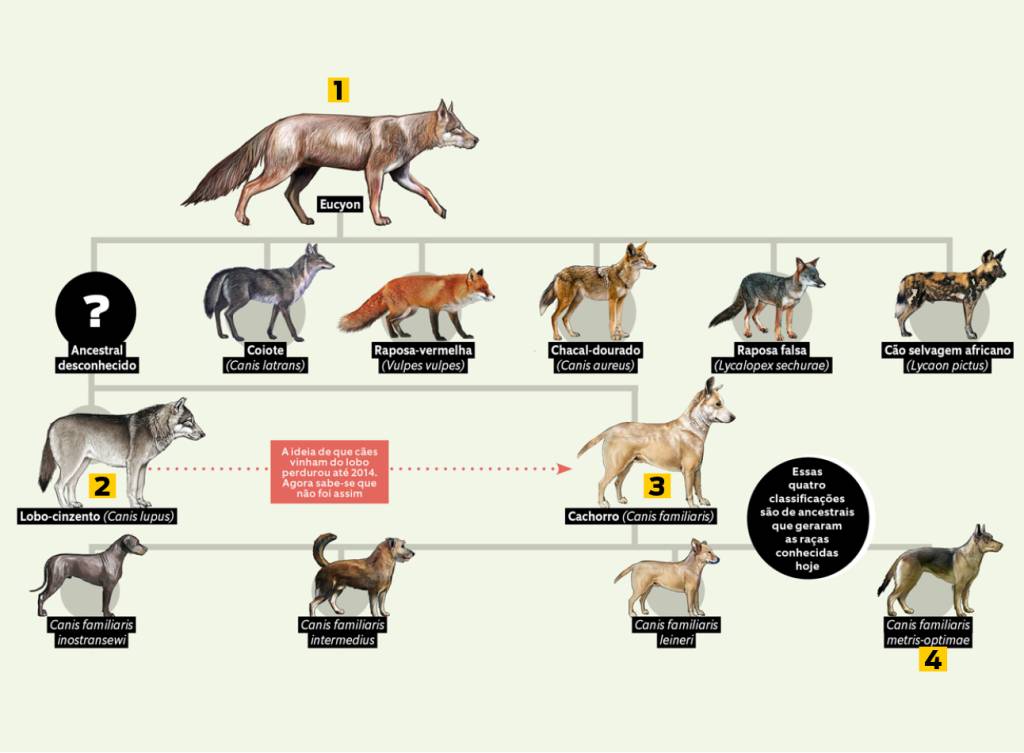 A árvore da vida dos cachorros