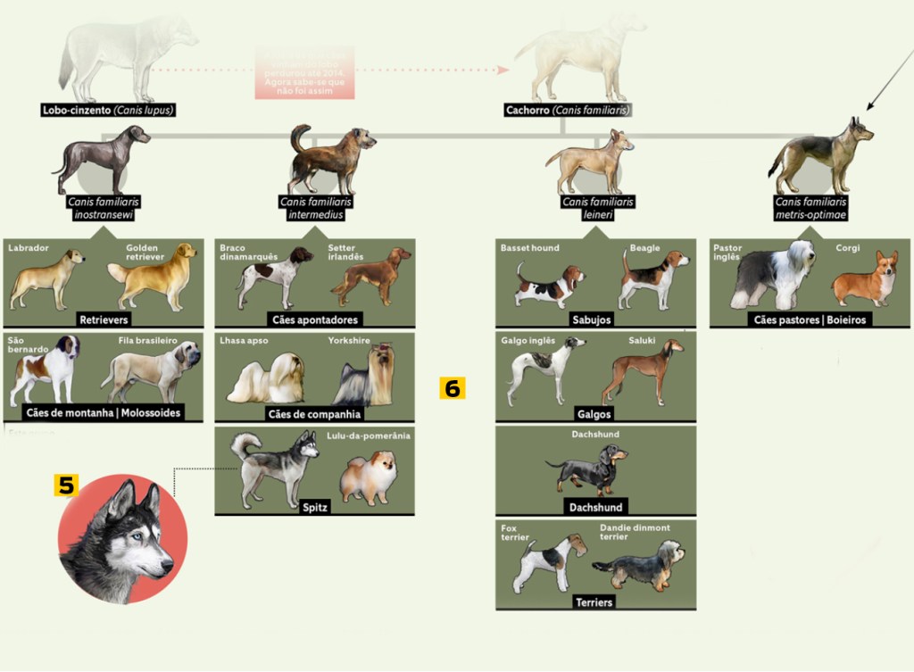 cães 10 - evolução 2