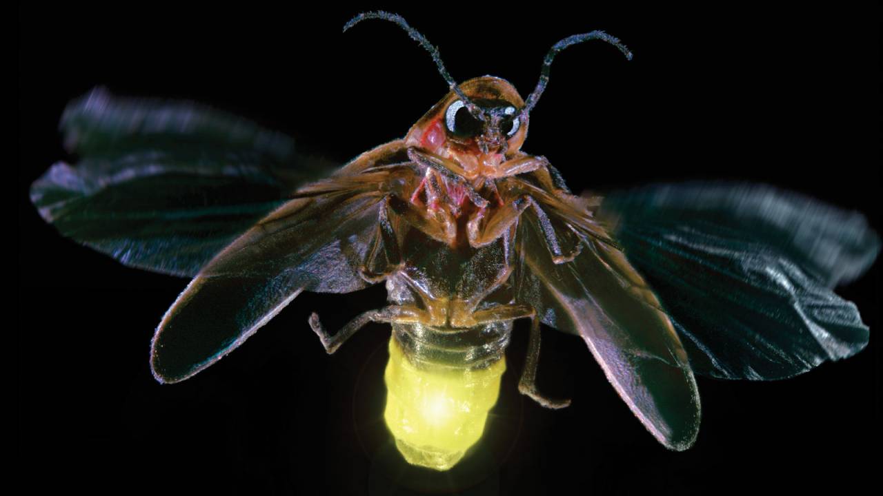 vagalume