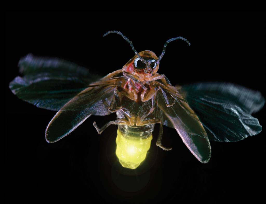 Como o vaga-lume emite sua luz?