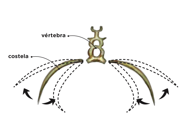 Titanoboa