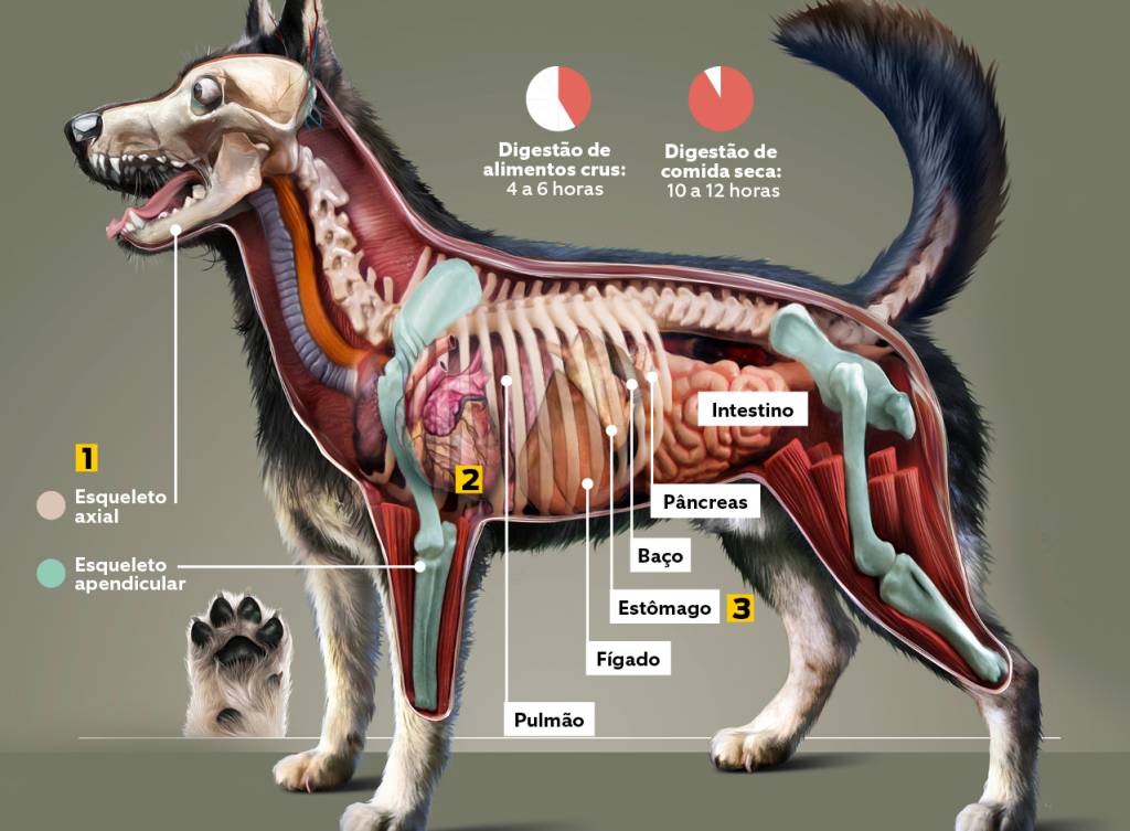 Megainfográfico: como é o corpo de um cachorro