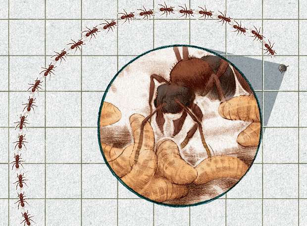 Como um alimento atrai uma formiga?