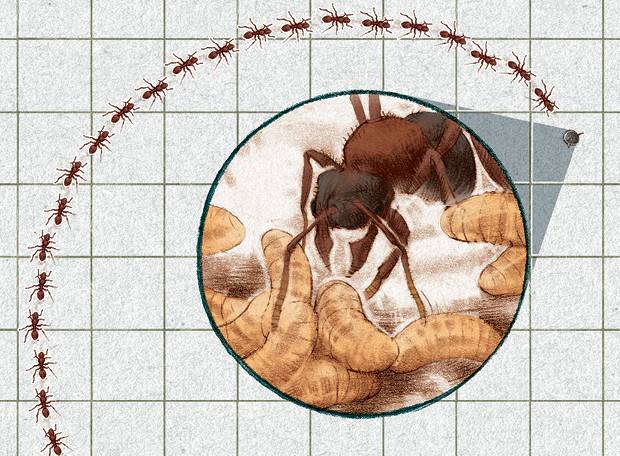 Como um alimento atrai uma formiga?