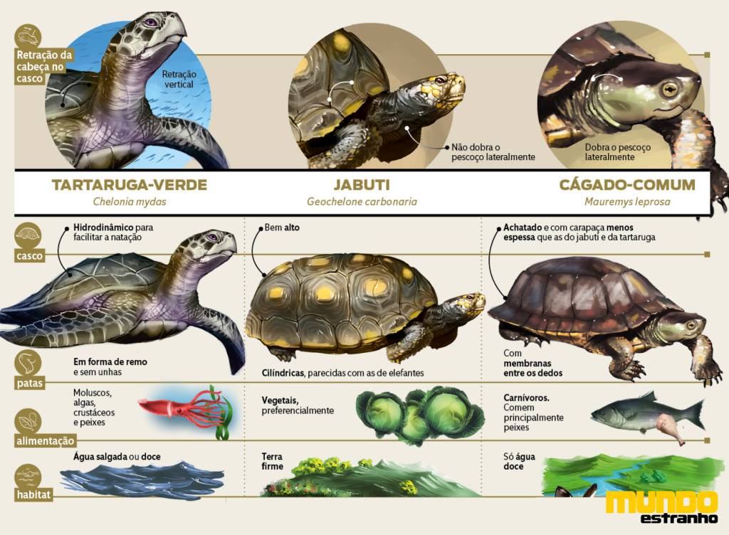 diferença entre os animais5