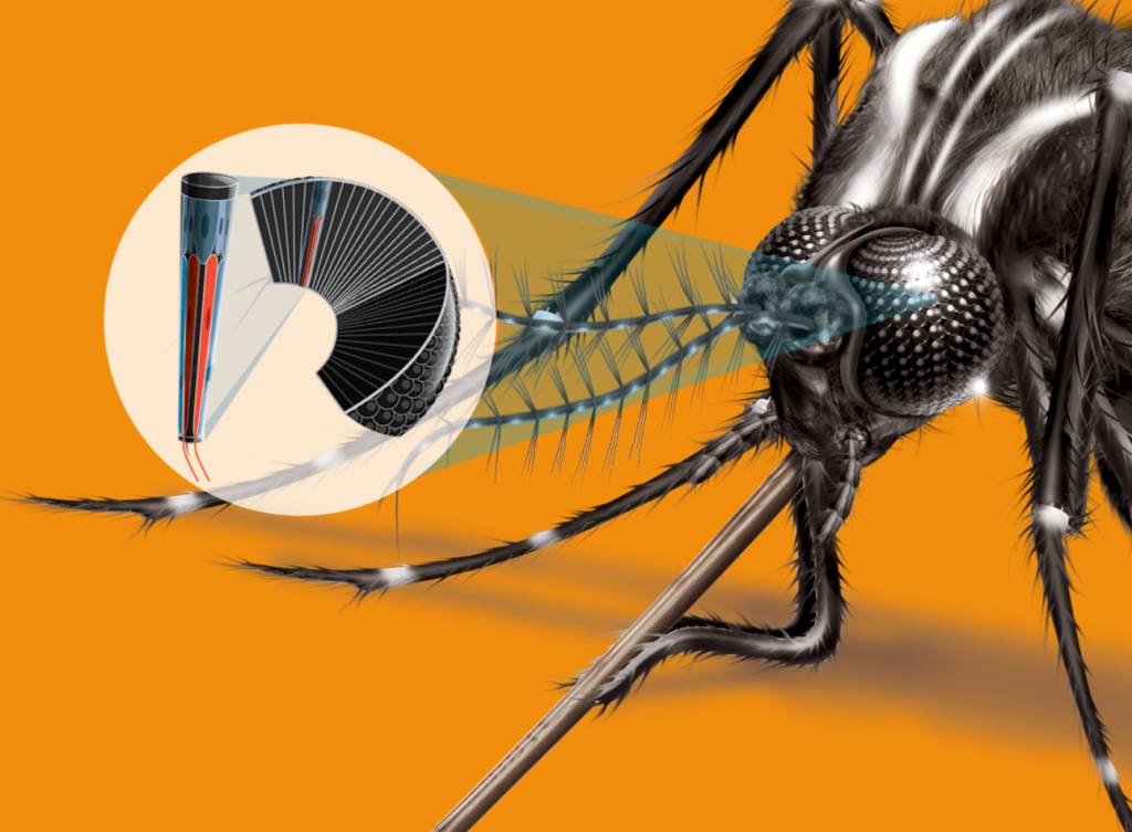 Como é a anatomia do mosquito da dengue?