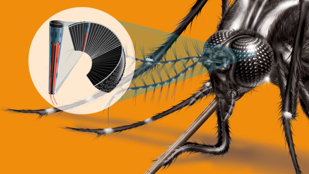 dengue 2