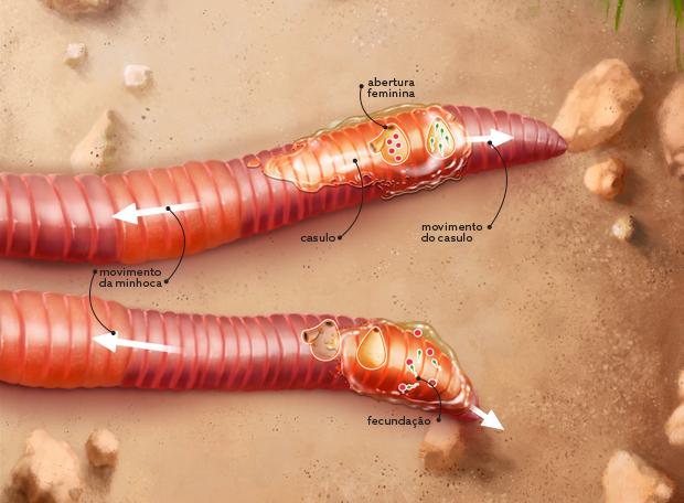 minhocas fecundação