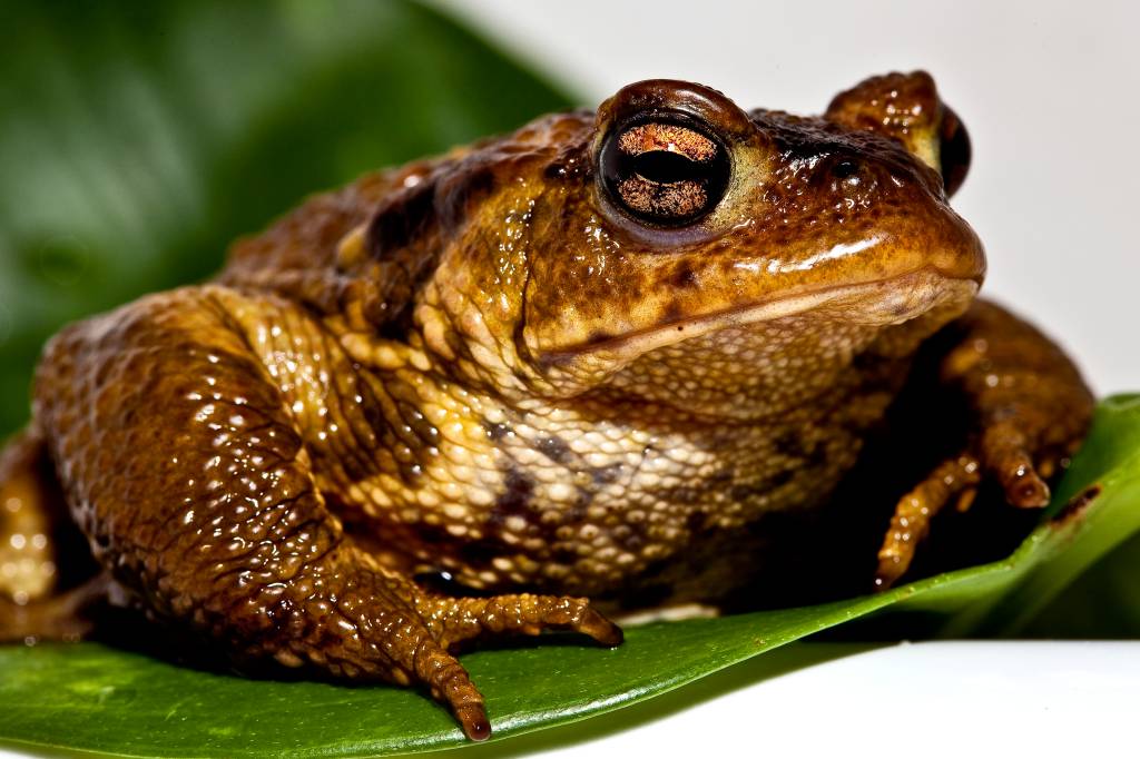 É verdade que a urina do sapo pode cegar uma pessoa?