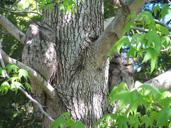 640px-tawny_frogmouth_camouflage-e1431722355913