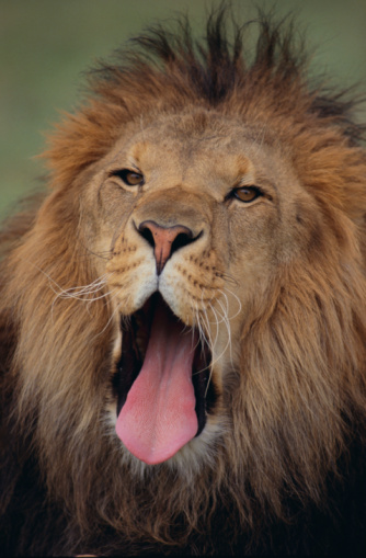 Garoto tenta imitar leão e acaba vomitando