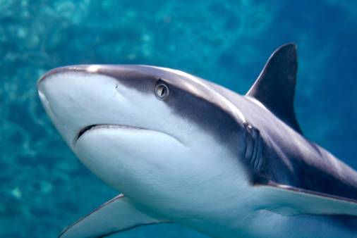 Náufrago passa 15 semanas no mar e diz que foi salvo por tubarão