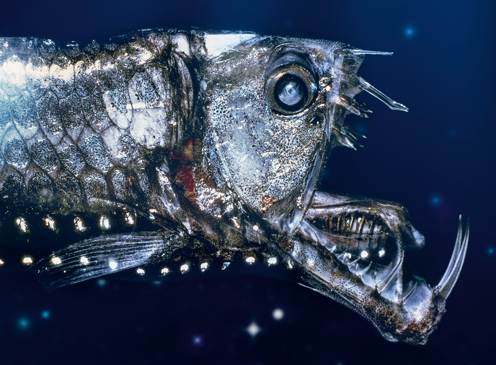 Qual a criatura abissal mais bizarra do mundo? Vote no ranking!