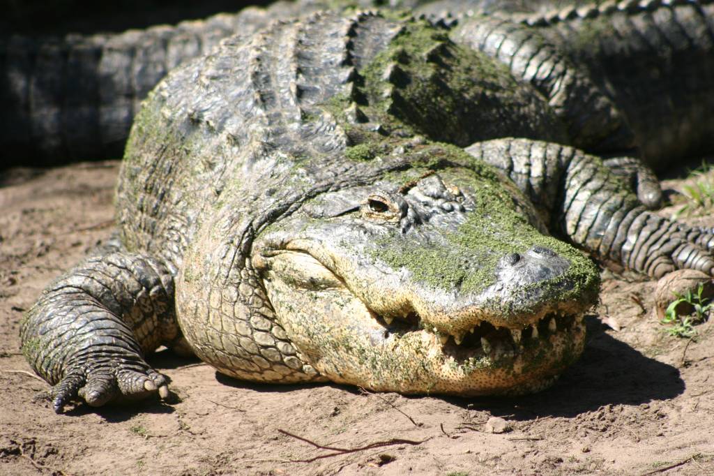 Homem foge da polícia e é devorado por jacaré