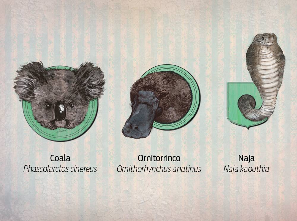 Como um animal é declarado extinto?