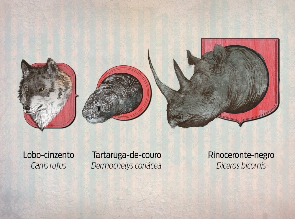 Como um animal é declarado extinto?