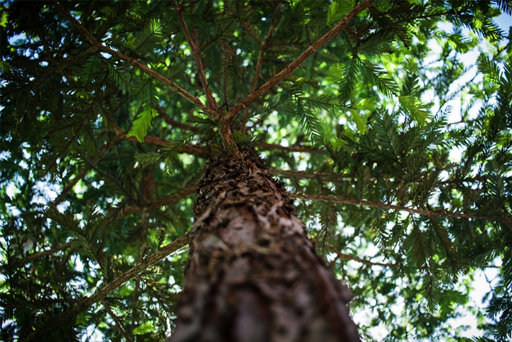 Pessoas do mundo todo estão se declarando para árvores australianas