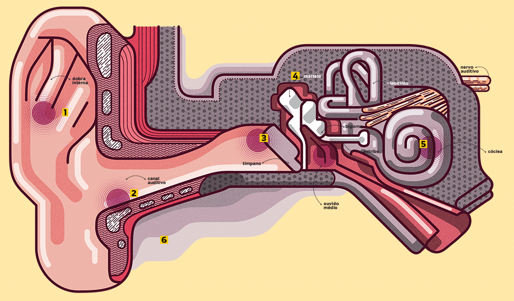 Como funciona o ouvido humano?