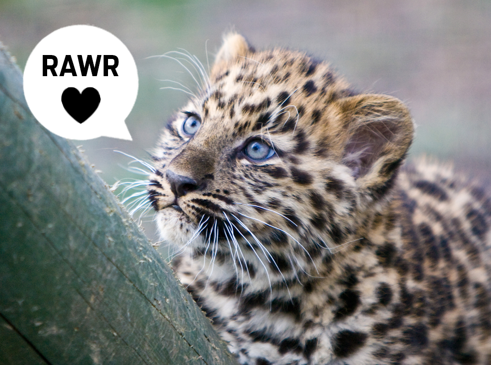 Bebê leopardo solta um rugido feroz e exemplifica como os animais mudam 2