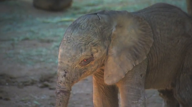 Elefante recém-nascido dá os primeiros passos no zoológico de San Diego