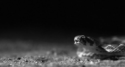 Os 5 animais selvagens que mais matam humanos