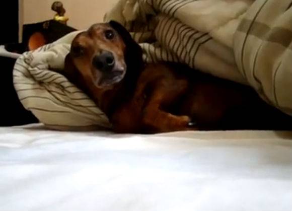 Bobby, o novo Todi