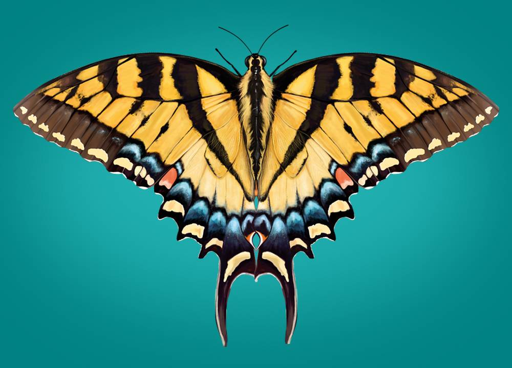 Como é a anatomia de uma borboleta?