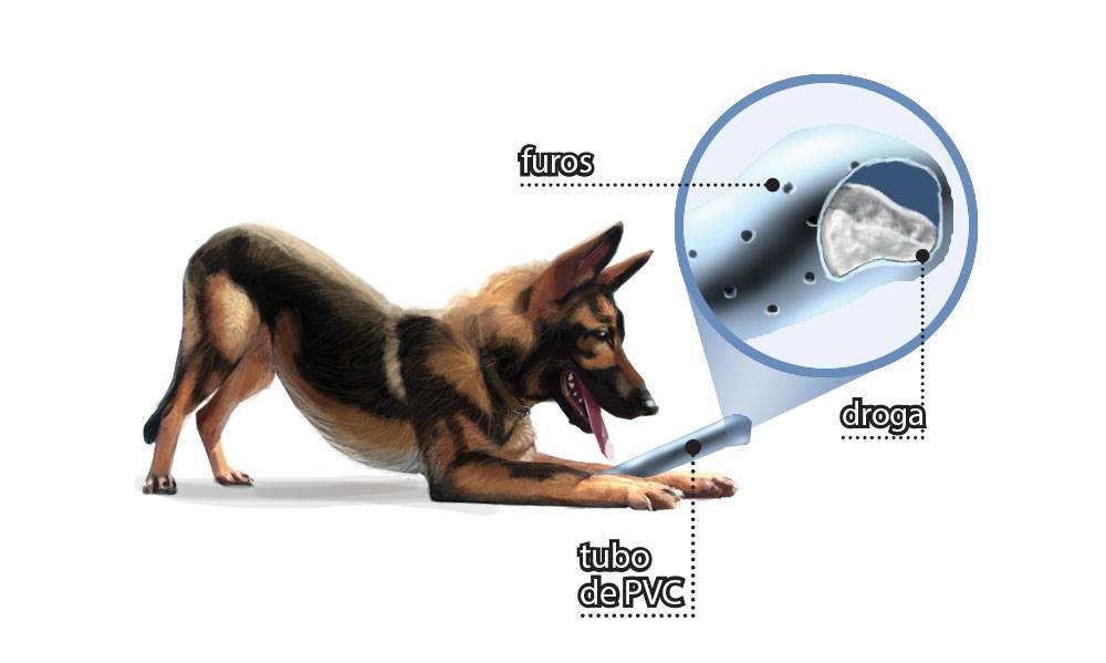 Como é o treinamento dos cães farejadores de drogas?