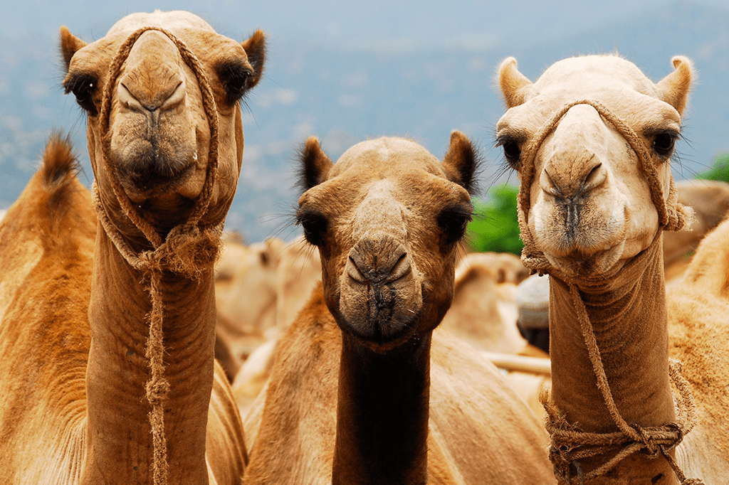 Qual a diferença entre camelo e dromedário?