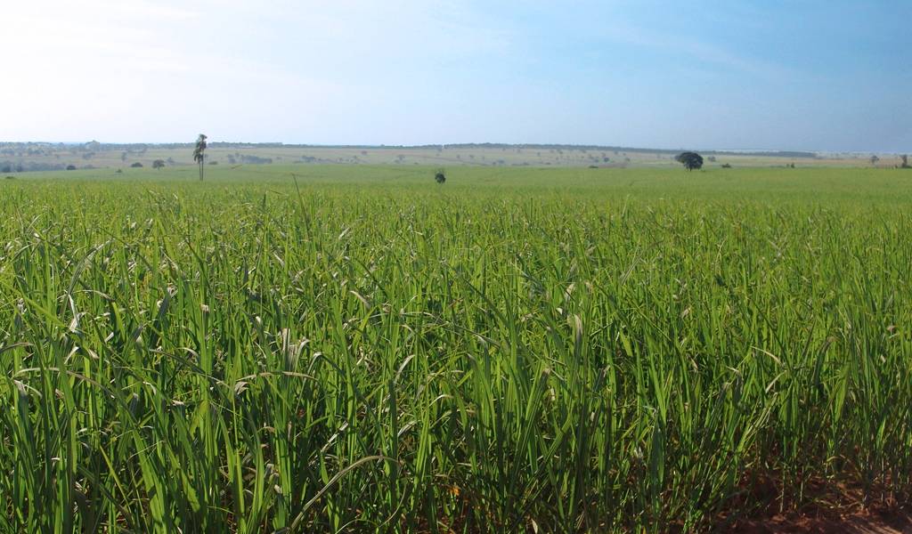 O que são desertos verdes?
