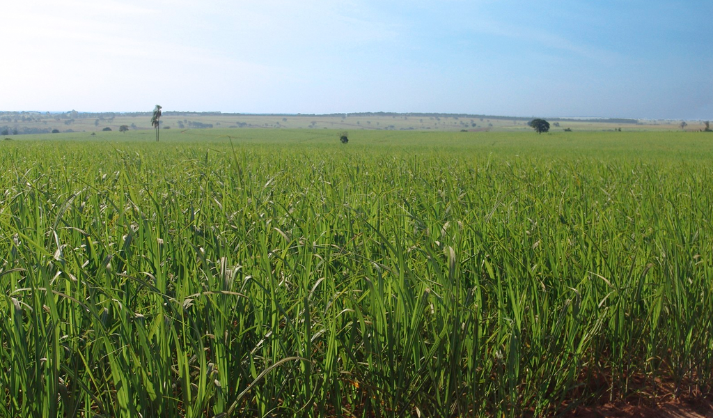 O que são desertos verdes?