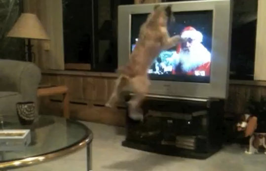 O cão que pula pro Papai Noel