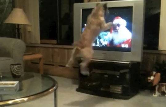 O cão que pula pro Papai Noel