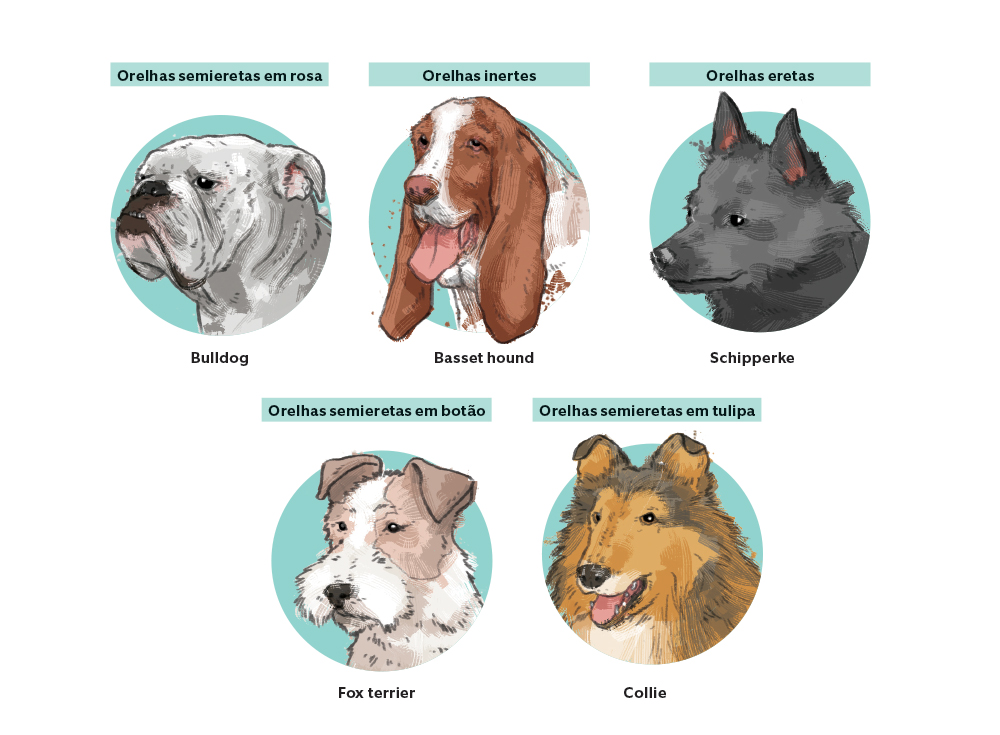 Por que alguns c&atilde;es t&ecirc;m orelhas r&iacute;gidas e outros orelhas ca&iacute;das?