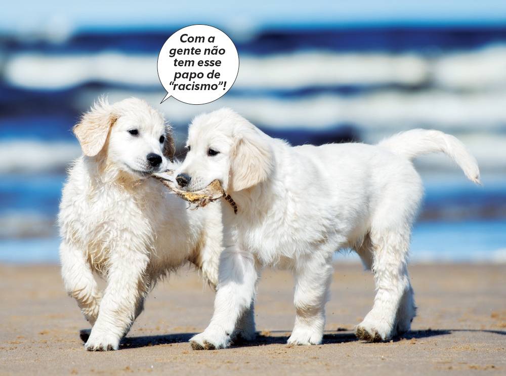 Cães reconhecem a própria raça?
