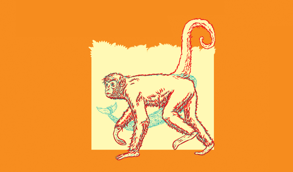 Qual a função das caudas dos animais?