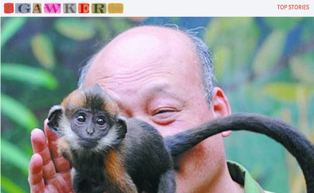 Chinês ganha a vida lambendo ânus de macaco