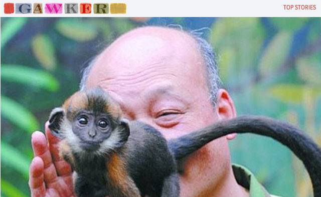 Chinês ganha a vida lambendo ânus de macaco
