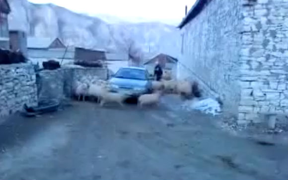 Você já viu um ciclone de ovelhas?