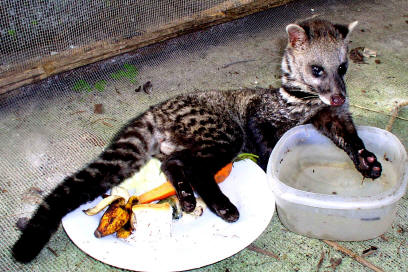 Café mais caro do mundo é feito com grãos colhidos em fezes de animal