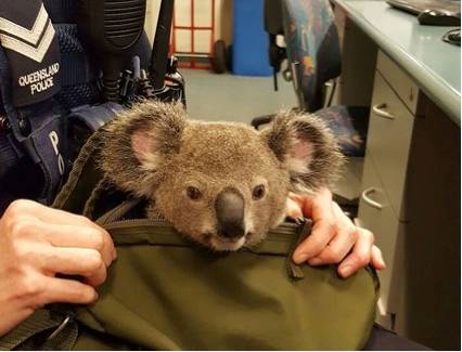 Australiana anda com bebê coala dentro da bolsa