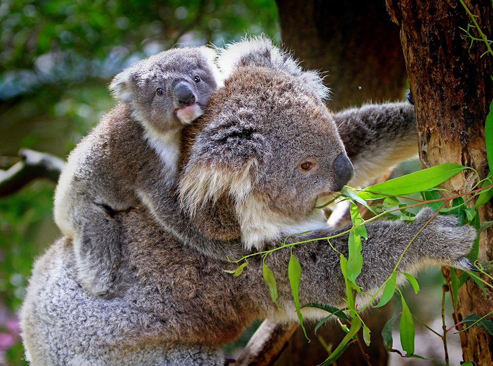Os 10 animais mais nojentos do mundo