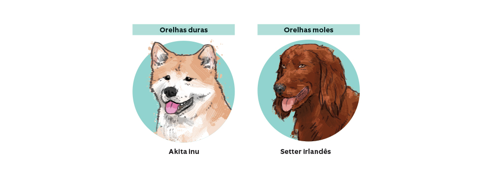 Por que alguns c&atilde;es t&ecirc;m orelhas r&iacute;gidas e outros orelhas ca&iacute;das?