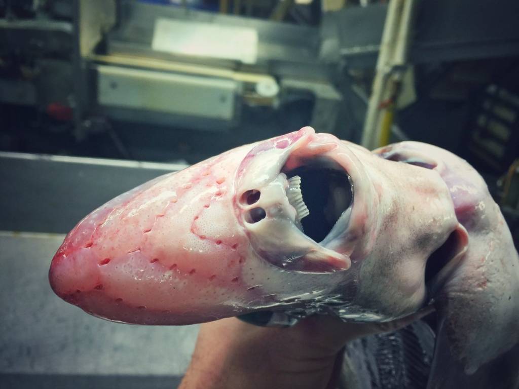 Um pescador divulgou suas descobertas no twitter – e são bizarras