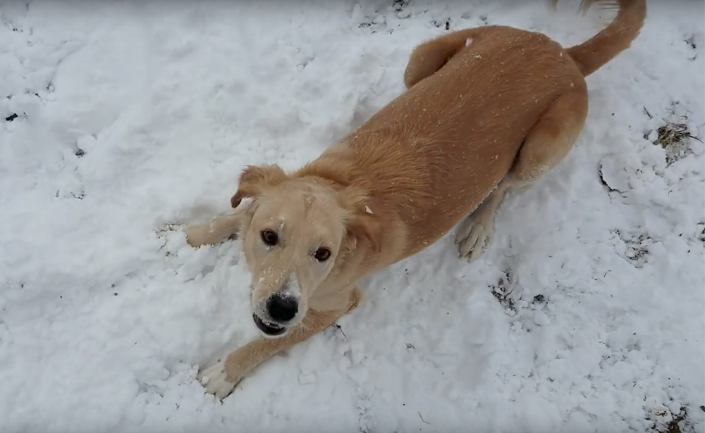 Cachorra de Porto Rico vê neve pela primeira vez e vai à loucura