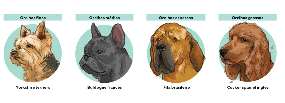Por que alguns c&atilde;es t&ecirc;m orelhas r&iacute;gidas e outros orelhas ca&iacute;das?