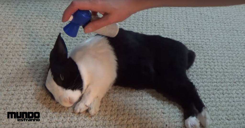 Como acordar um coelho com uma buzina (e não ser um babaca)