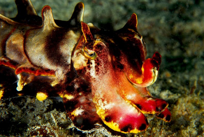 flamboyant_cuttlefish-2