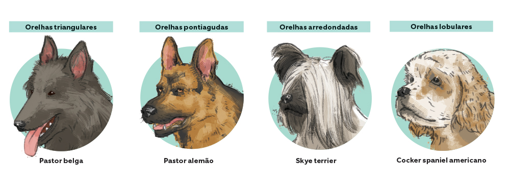 Por que alguns c&atilde;es t&ecirc;m orelhas r&iacute;gidas e outros orelhas ca&iacute;das?